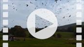 FZ021777-2312-3052 Red kites (Milvus milvus) and Buzzards (Buteo buteo) at Gigrin Farm.mp4